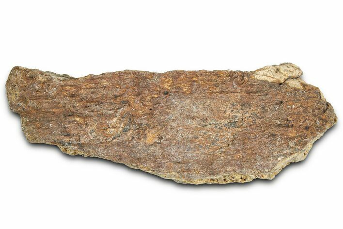 Dinosaur (Triceratops) Frill Shield Section - Montana #366636